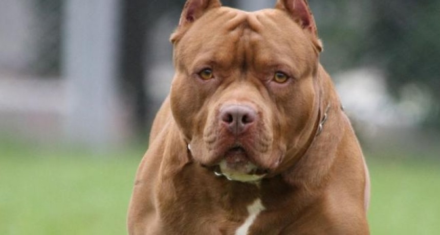 UN NIÑO DE 6 AÑOS MURIO ATACADO POR UN PITBULL