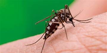 Se detectaron dos nuevos casos de Dengue en Catamarca
