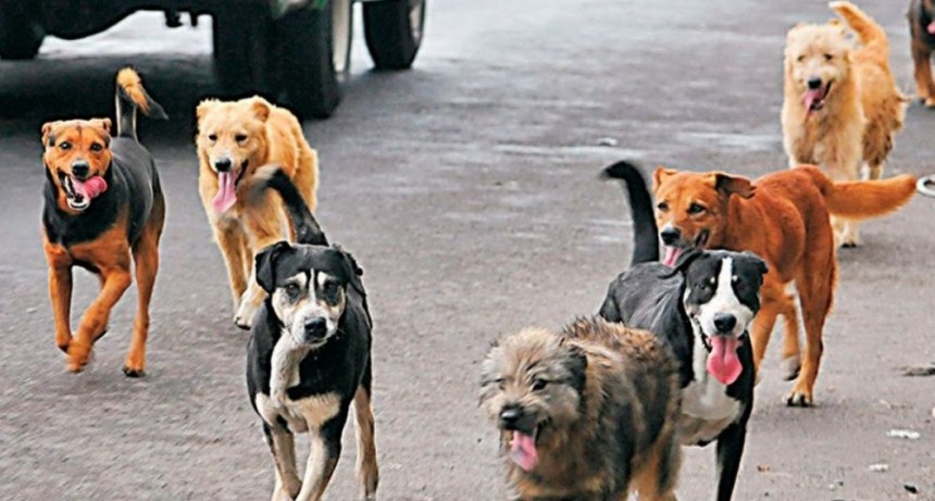 Una ciudad italiana reducirá los impuestos a quienes adopten un perro abandonado