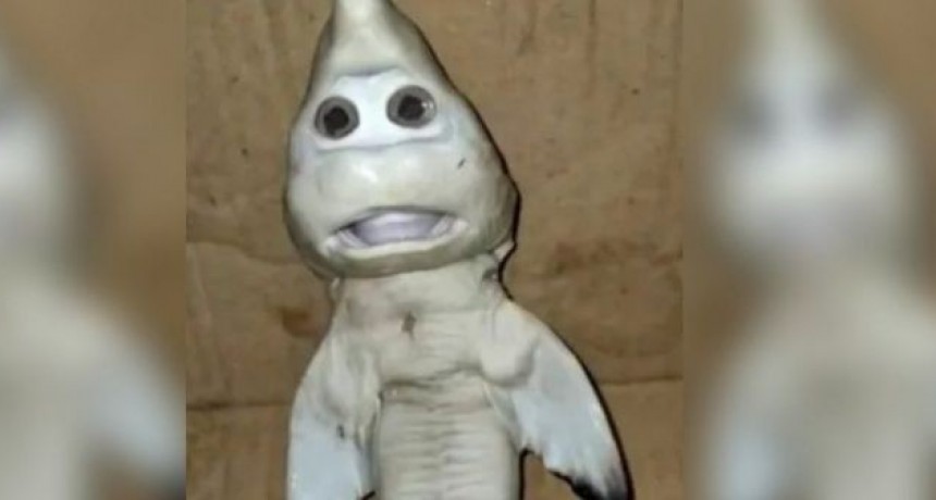 CURIOSIDADES: ENCONTRARON UN PEZ CON ROSTRO HUMANO