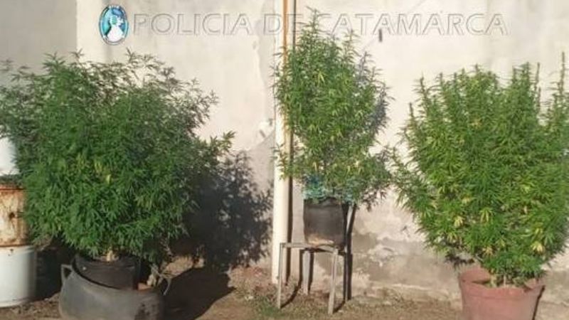 ENCONTRARON 5 PLANTAS DE MARIHUANA