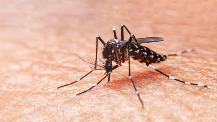 Dengue: 932 casos confirmados en Catamarca