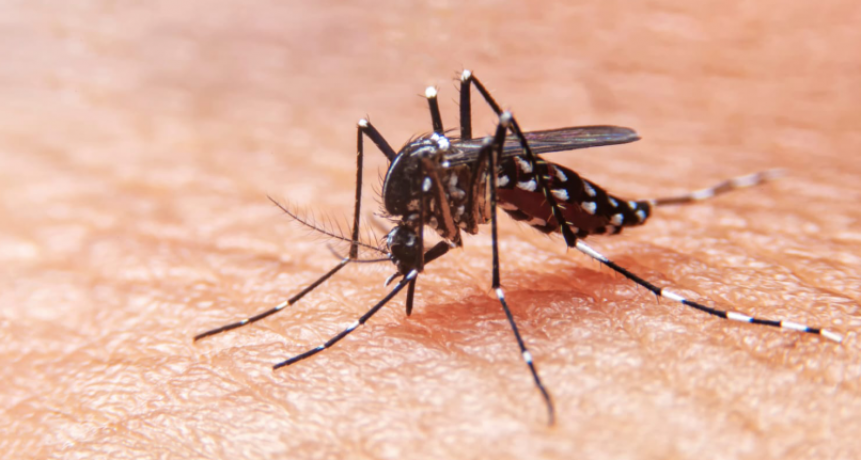 Dengue: 932 casos confirmados en Catamarca