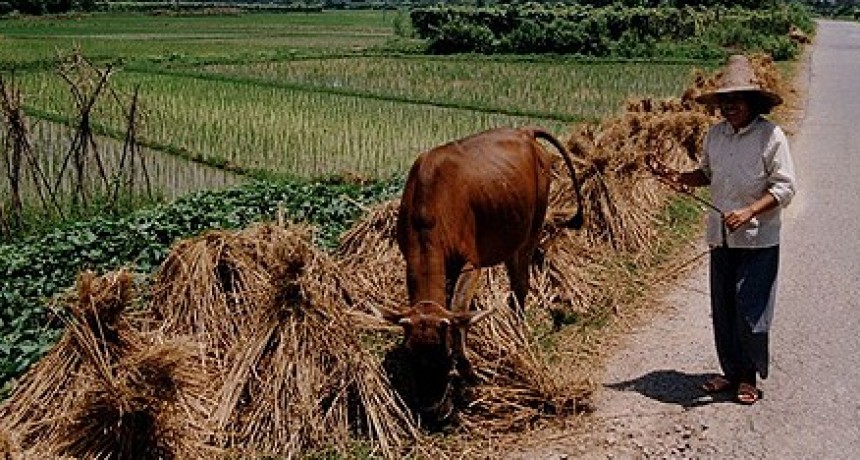 EL CORONAVIRUS SE INICIO EN UNA GRANJA DE CHINA