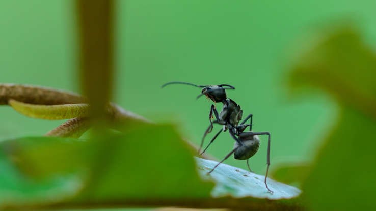 Médicos descubren que las hormigas pueden 