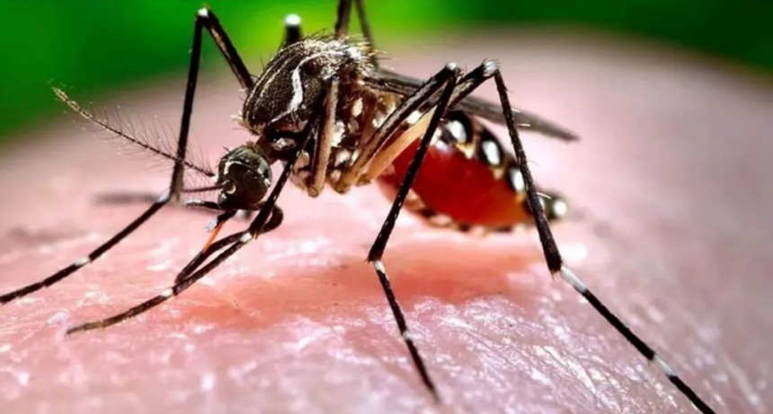 El Conicet advierte que el mosquito del dengue sobrevive bajo el agua