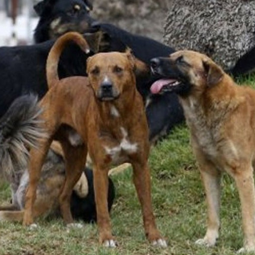 PERROS MATARON A UN HOMBRE