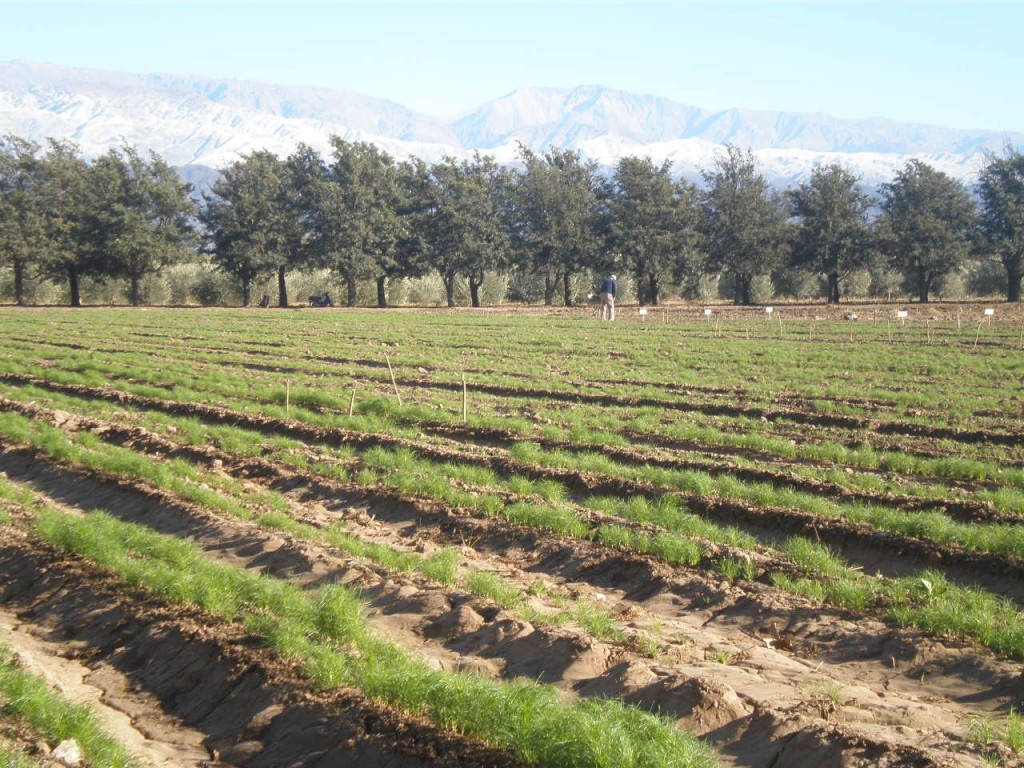 El INTA Catamarca inscribió una variedad de comino única a nivel nacional