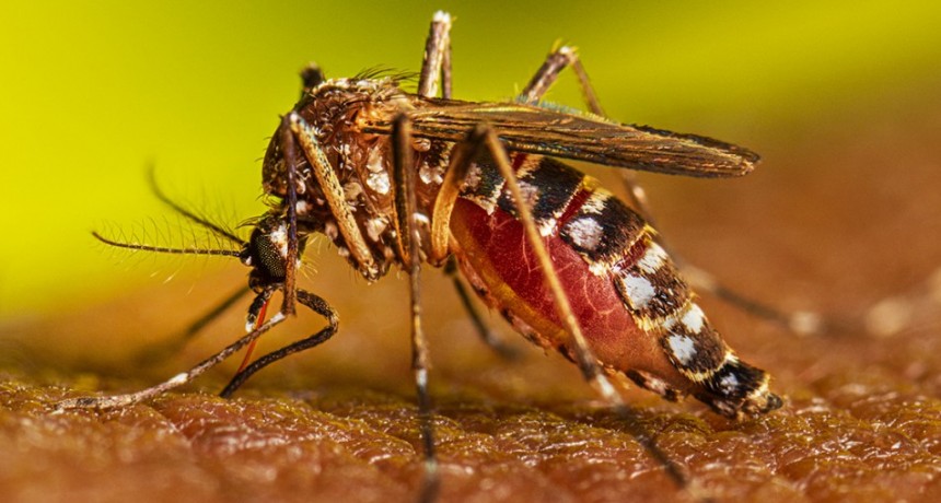 Información actualizada sobre Dengue