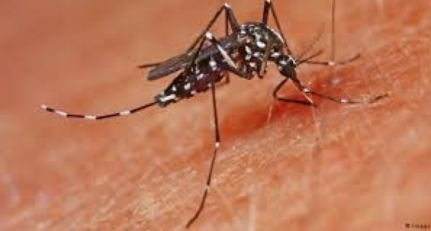 Se prepara un plan de acción contra el dengue en Capital