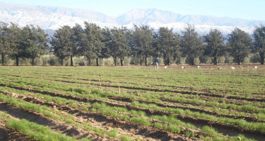 El INTA Catamarca inscribió una variedad de comino única a nivel nacional