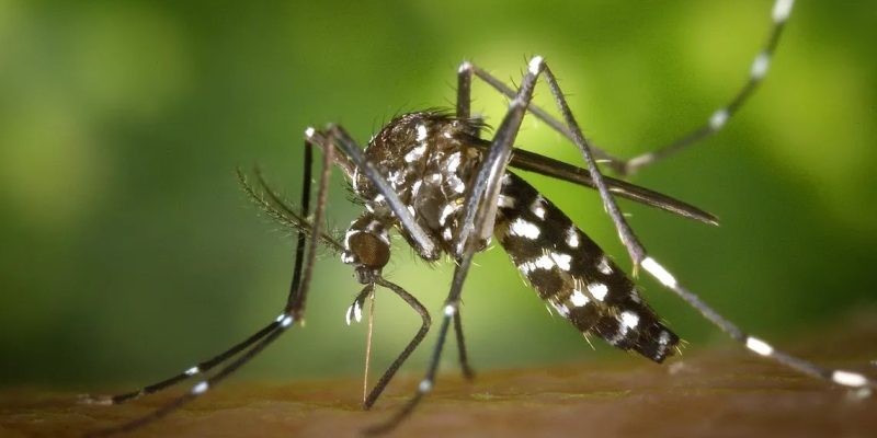 Dengue: 656 nuevos casos y un fallecido