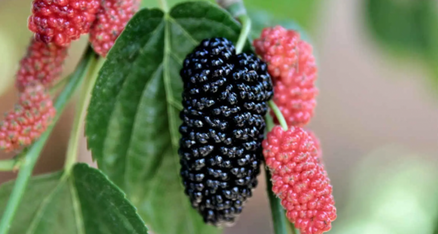 La fruta que combate dolores musculares y ayuda a generar colágeno