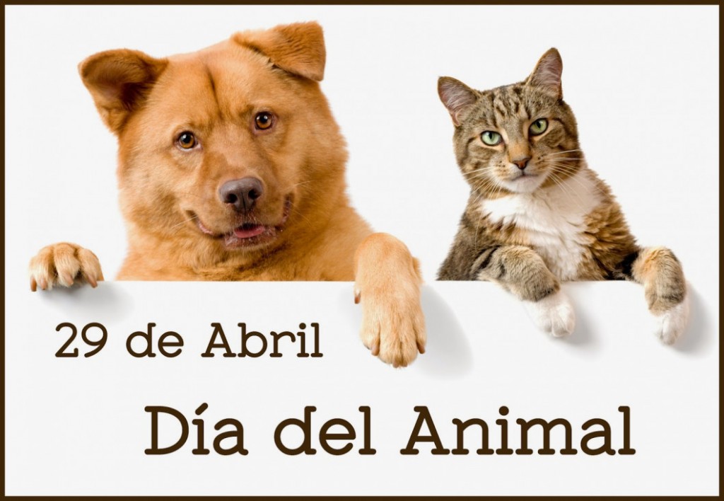 La Municipalidad Capital Celebra el Día del Animal con Servicios Gratuitos de Salud Animal
