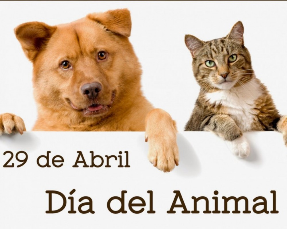 La Municipalidad Capital Celebra el Día del Animal con Servicios Gratuitos de Salud Animal