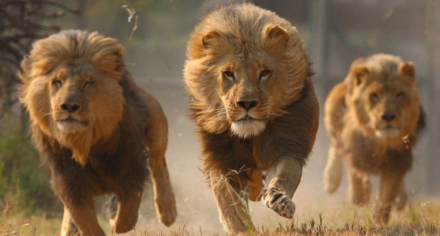 OCHO LEONES CONTRAJERON CORONAVIRUS EN UN ZOOLOGICO