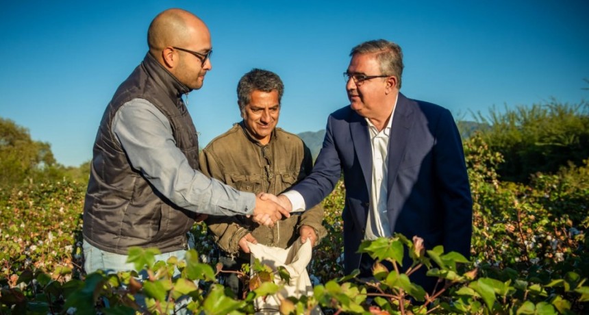 Buenos rendimientos en los primeros ensayos de cultivo de algodón 