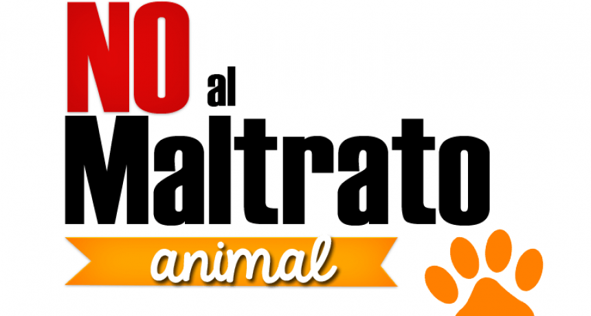 Denuncian maltrato animal en Catamarca y exigen acción municipal