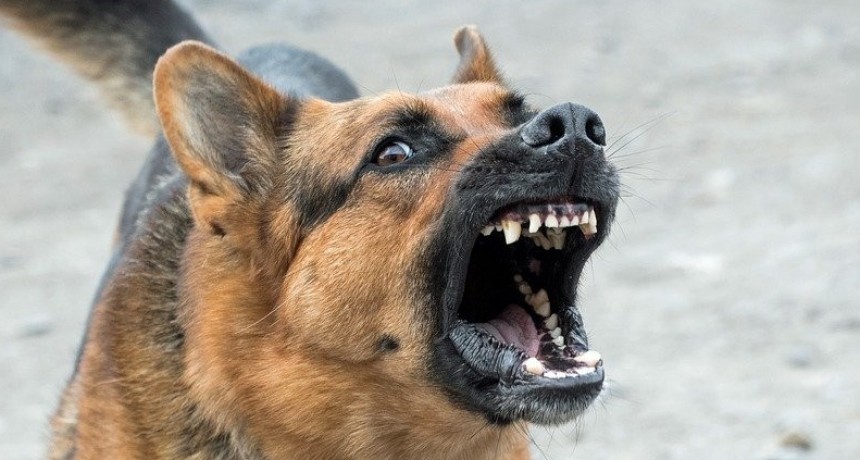 UNA PERSONA FUE ATACADA POR UN PERRO EN LA ZONA CENTRICA