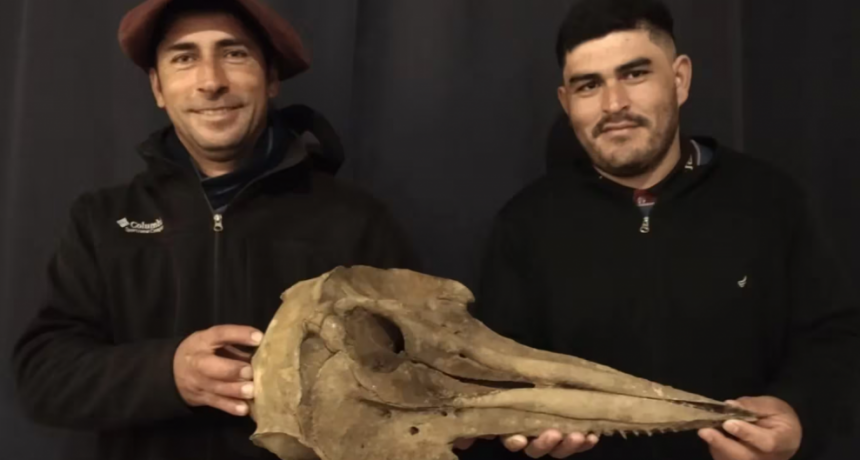 Hallaron en un río de Buenos Aires un cráneo de delfín de 5.000 años de antigüedad