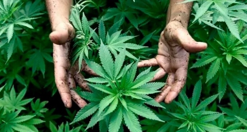 El Gobierno reglamentó la ley de cannabis: se podrá producir y consumir desde alimentos hasta cosméticos