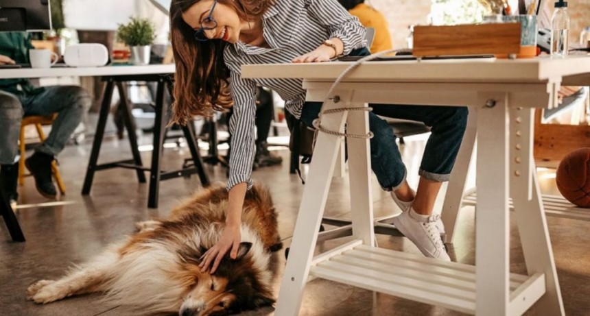 Trabajar con tu mejor amigo: las oficinas pet friendly están cambiando el entorno laboral