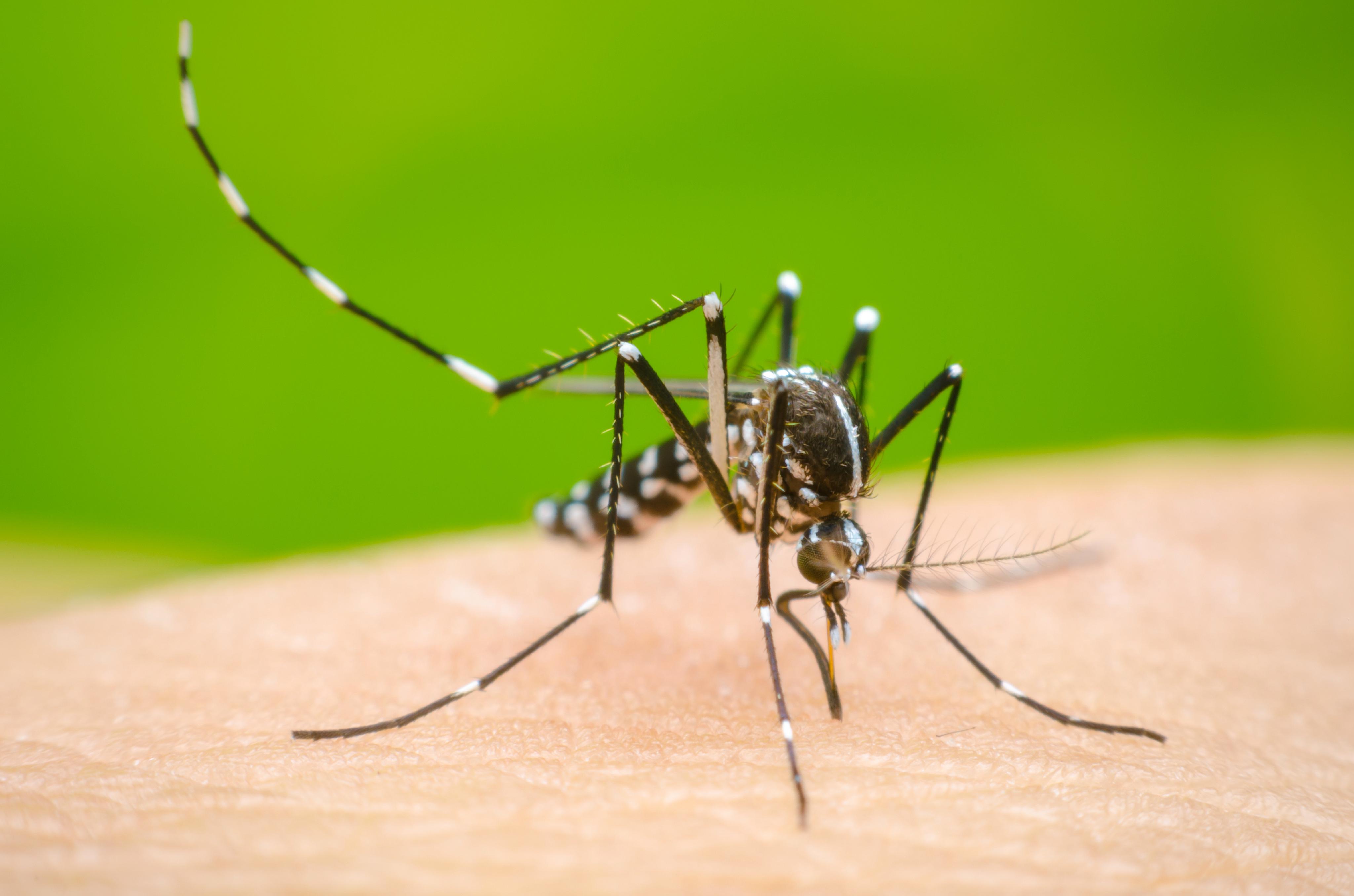 Actividades de prevención contra el Dengue