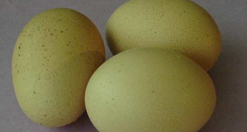 Material de regeneración ósea a partir de huevos de gallina