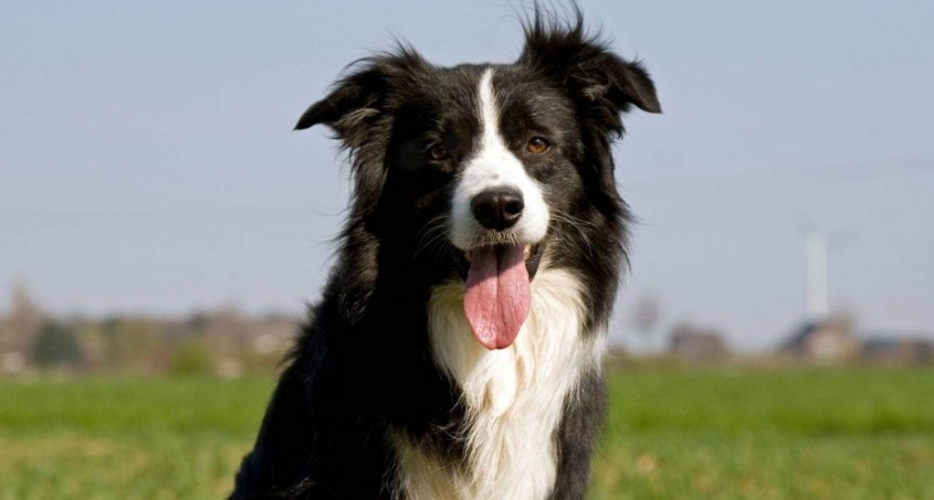 Los expertos revelaron cuáles son las 10 razas de perros más inteligentes
