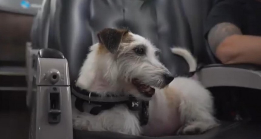Un recorrido pet friendly: Flechabus permitirá que los usuarios viajen con sus mascotas