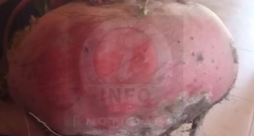 Cosecharon en Alijilán una remolacha gigante