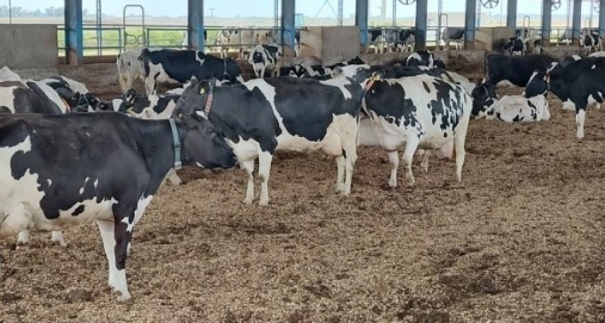 Transforman el agua de lluvia en un nutritivo biofertilizante