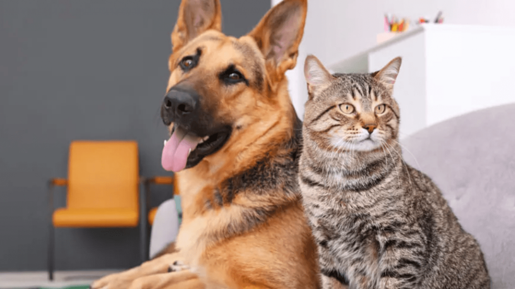 Revelan que los perros aman más a sus dueños que los gatos