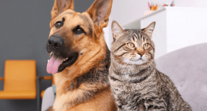 Revelan que los perros aman más a sus dueños que los gatos