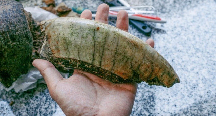 Un joven halló restos fósiles de un Toxodon en Mar del Plata